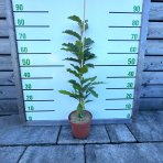 Magnólia hybridná (Magnolia hybrida) ´SUSAN´ - výška 40-60 cm, kont. C3L (-24°C)